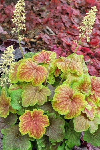 Гейхера гібридна Дельта Даун | Heuchera hybrida Delta Dawn | Гейхера гибридная Дельта Даун